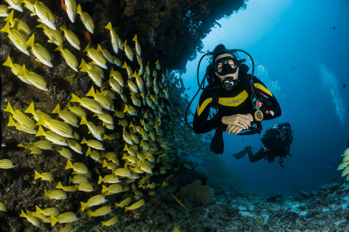 Divers swimming past a school of yellow fish on a coral reef