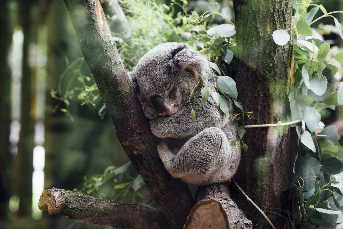 Koala asleep in a gum tree